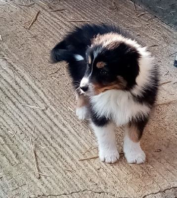 CHIOT 2
