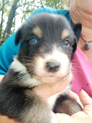 CHIOT 2