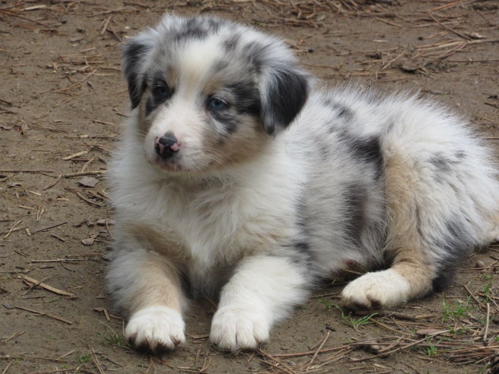 De L'orée Du Bois Des Songes - Chiots disponibles - Berger Australien