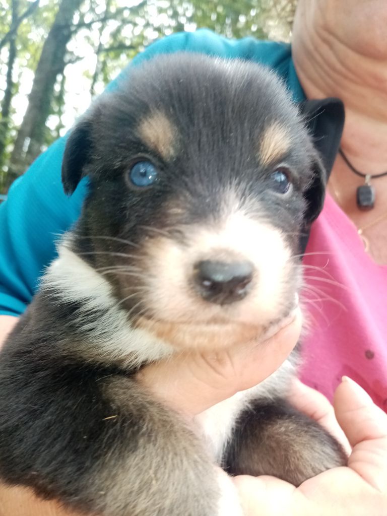 De L'orée Du Bois Des Songes - Chiots disponibles - Berger Australien