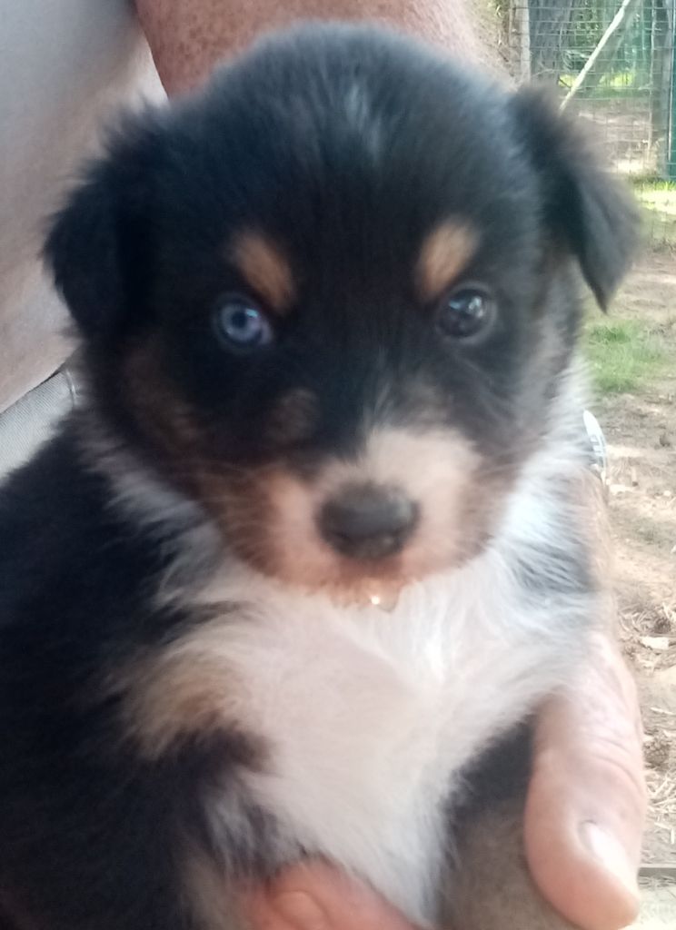 De L'orée Du Bois Des Songes - Chiots disponibles - Berger Australien
