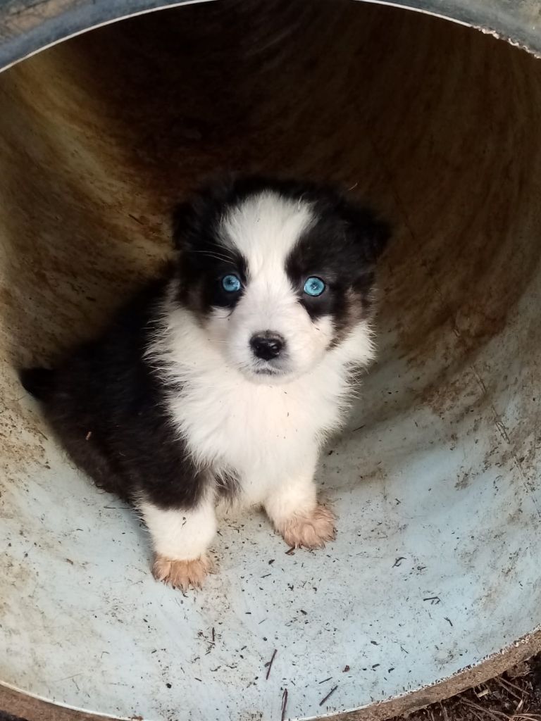 De L'orée Du Bois Des Songes - Chiots disponibles - Berger Australien