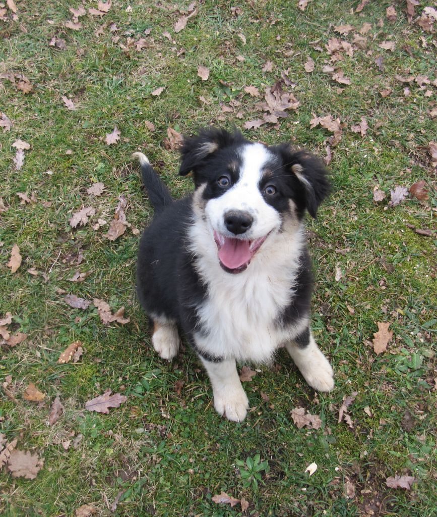 De L'orée Du Bois Des Songes - Chiots disponibles - Berger Australien