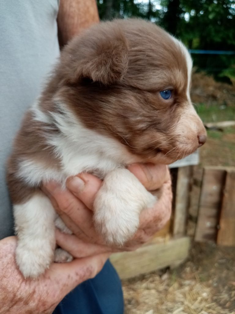 De L'orée Du Bois Des Songes - Chiots disponibles - Berger Australien