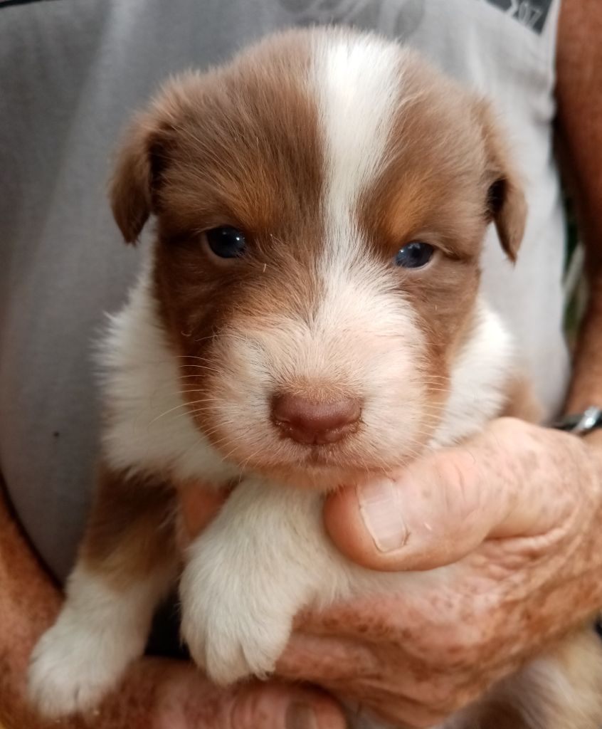 De L'orée Du Bois Des Songes - Chiots disponibles - Berger Australien