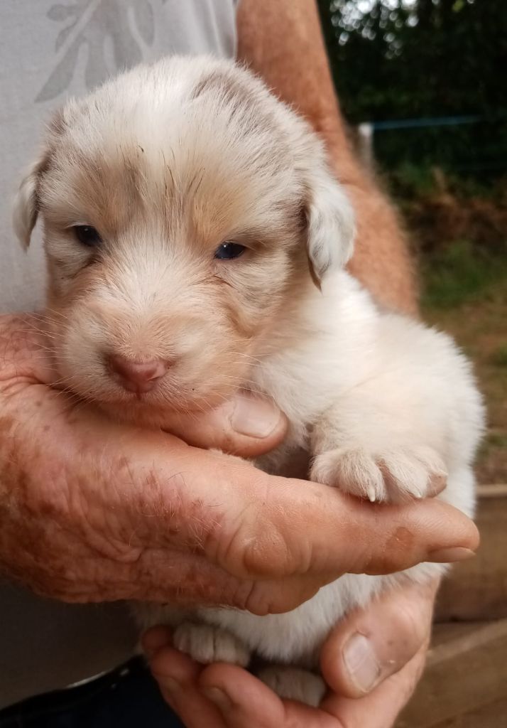 De L'orée Du Bois Des Songes - Chiots disponibles - Berger Australien